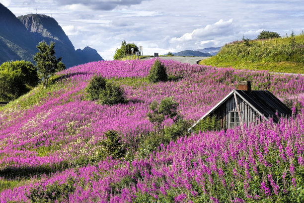 挪威Sognefjord的美丽风景图片下载