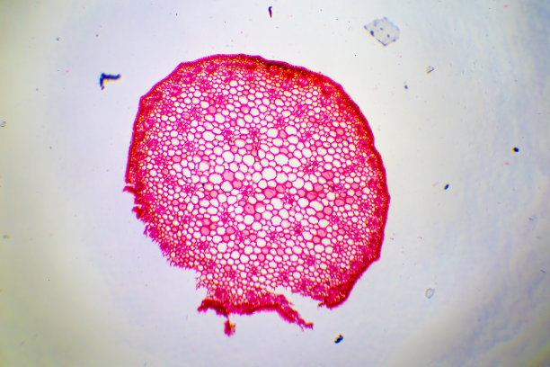 致密结缔组织显微镜图像图片下载