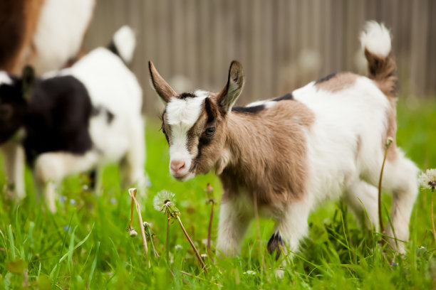 顽皮的小绵羊素材图片