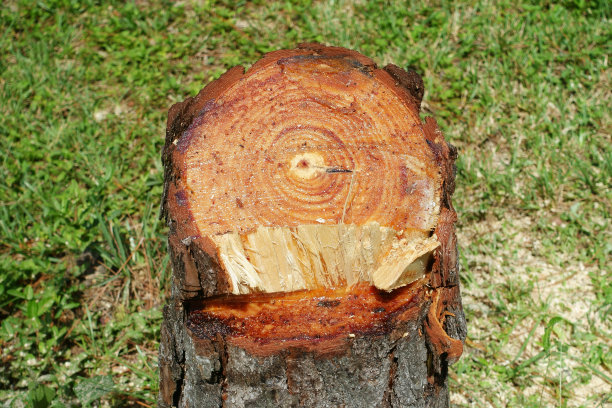 刚锯过的松树桩，松焦油汁渗出图片下载