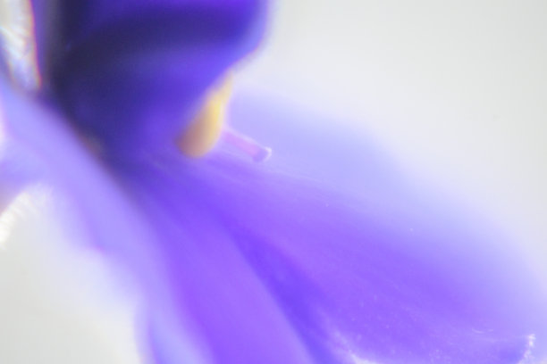 紫罗兰色的风骚。图片下载