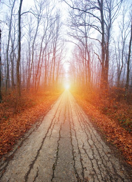 迷雾森林中的黑暗之路图片下载