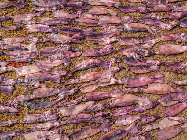 章鱼在太阳下晒干图片下载