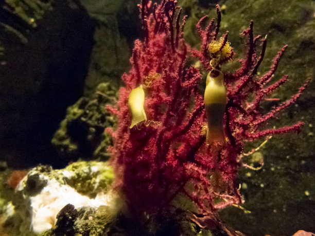 卡沙克蛋图片下载