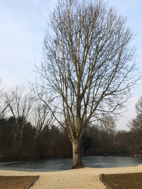 冬天的公园图片下载