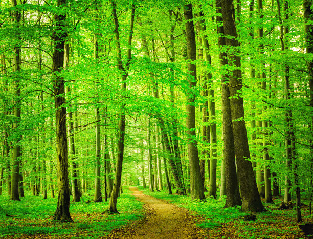 森林图片素材ID：146099218