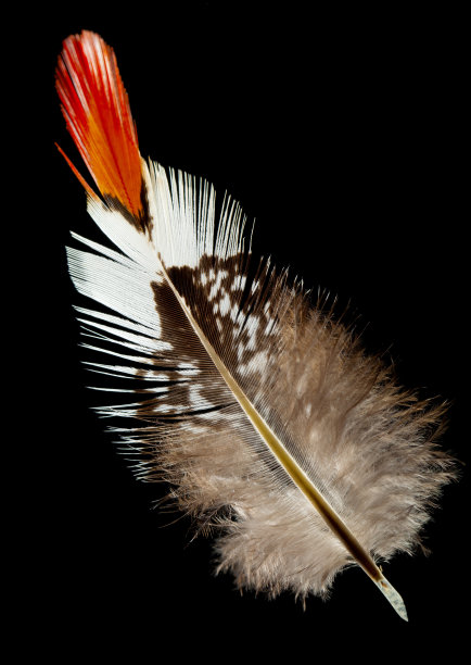 阿默斯特夫人的雉鸡羽毛图片下载