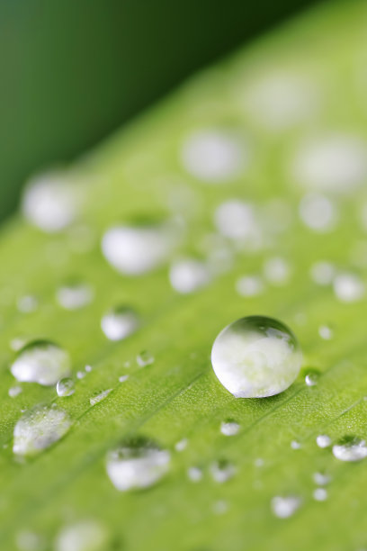 绿叶带露珠(微距)图片下载