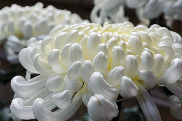 三个白色的菊花素材图片