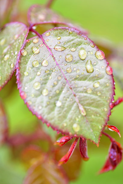 带露珠的玫瑰花瓣(微距)图片下载