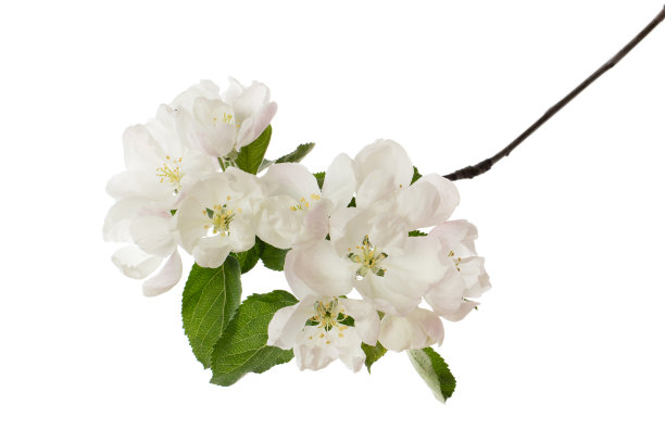 苹果的花(隔离)图片下载