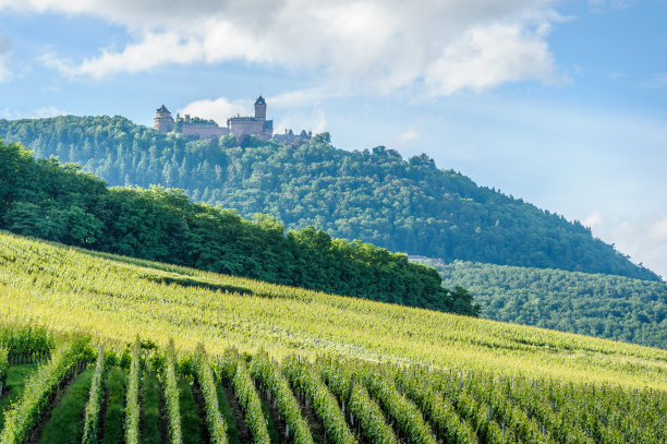 阳光沐浴葡萄园图片下载