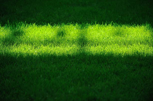 草坪上图片下载