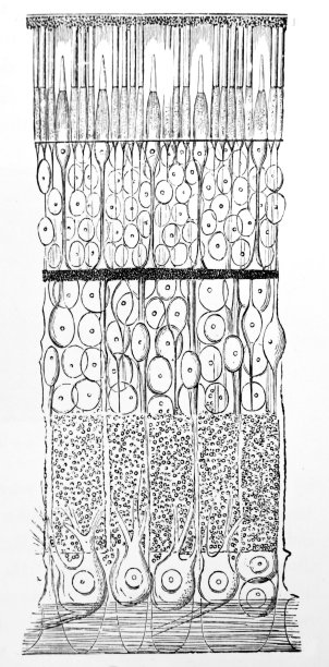 视网膜是人眼的一部分图片下载