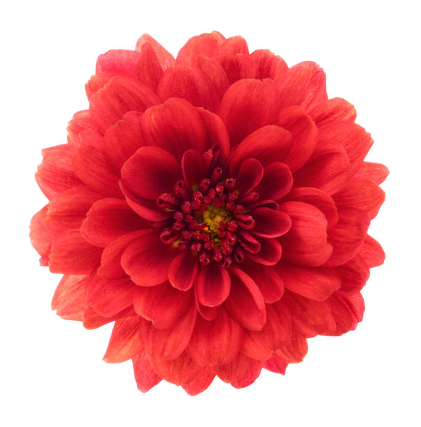 菊花。深的焦点。没有灰尘。没有花粉。图片下载