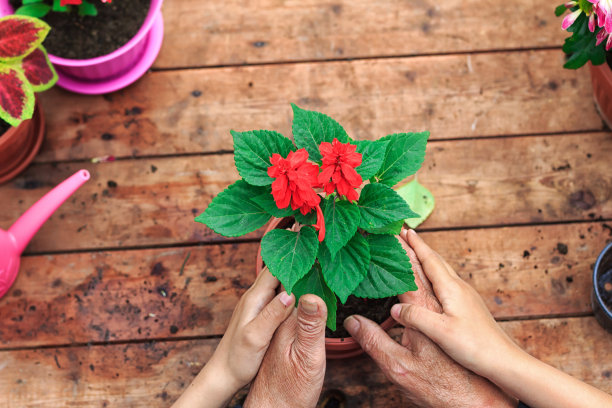 手捧花盆中的花图片下载