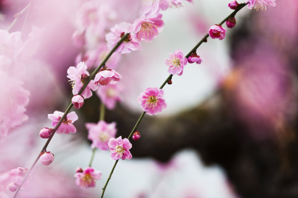 春天的梅花素材图片