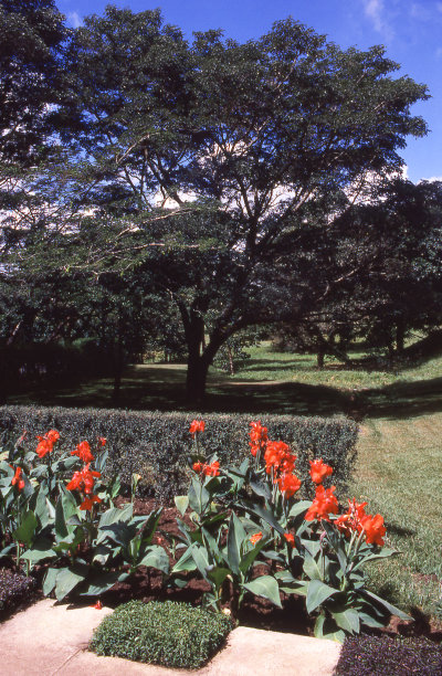 非洲马拉维利隆圭公园的鸢尾花和树图片下载