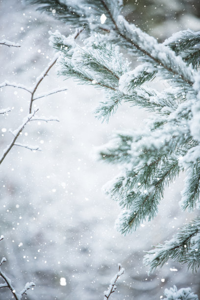 冬天的景象-结霜的松枝。树林里的冬天素材图片