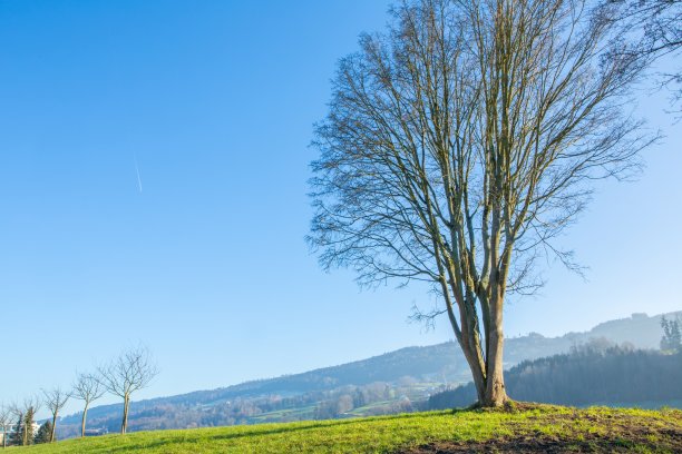 瑞士冬季景观毗邻Goldach图片下载