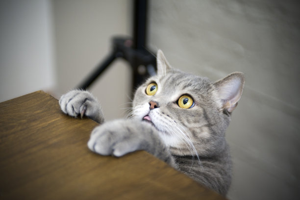 大眼睛调皮的肥胖猫在木桌上露出爪子素材图片