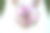 鲜花图片素材ID：146155870