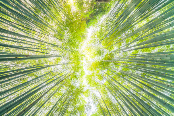 在一片竹林里仰望素材图片