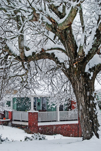 雪橡木图片下载