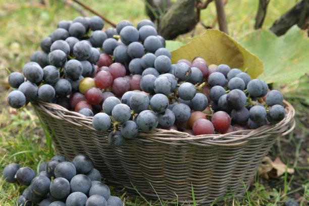 篮子里的葡萄图片下载
