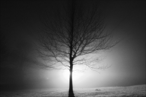 雾中树的剪影，背光图片下载