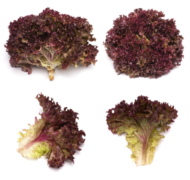 生菜红组图片下载