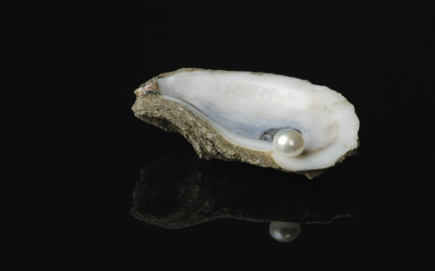 牡蛎壳中的珍珠图片下载