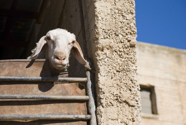 巴勒斯坦村庄围栏里的绵羊图片下载