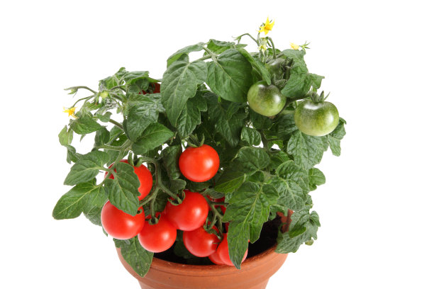 红色的灌木西红柿，开花图片下载