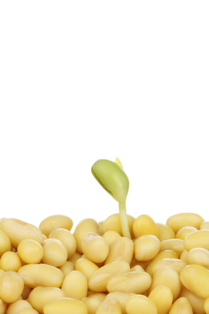 大豆图片下载