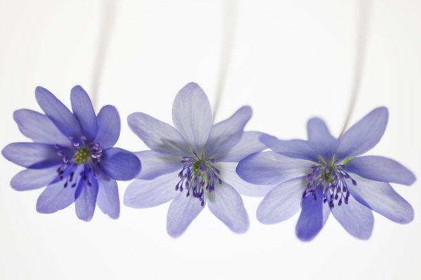 美丽的银莲花-白色的银肝图片下载