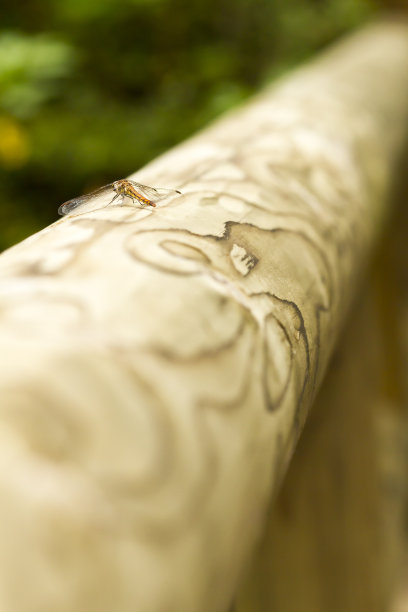 蜻蜓在木栏杆上晒太阳图片下载