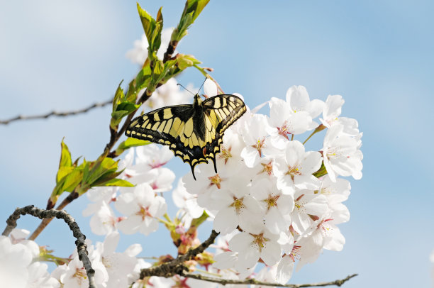 蝴蝶在果树花上图片下载