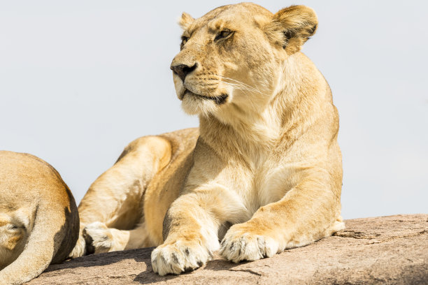 野外母狮图片下载
