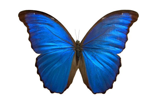 蓝色的蝴蝶图片下载