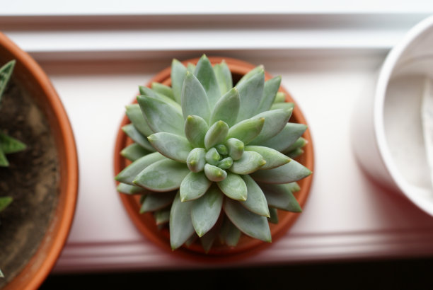 健康的室内植物素材图片