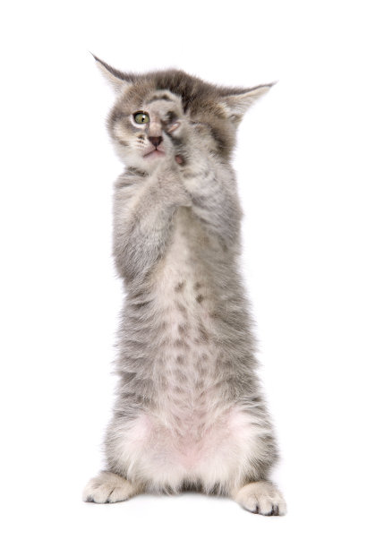 动物:孤立的功夫猫图片下载