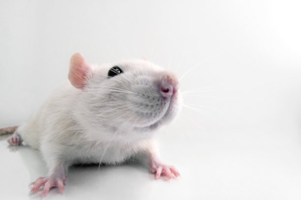铺设白色老鼠图片下载