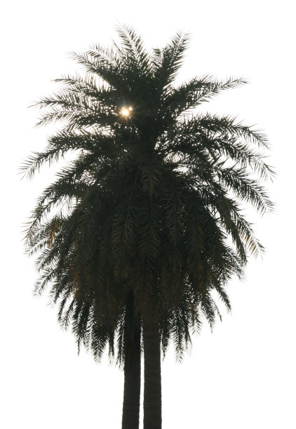 两棵印度棕榈树背光被太阳隔离图片下载