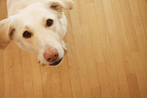 奇怪的狗图片下载