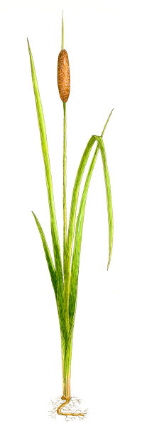 植物工厂。图片下载