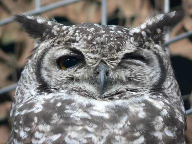 投下警惕的目光图片下载