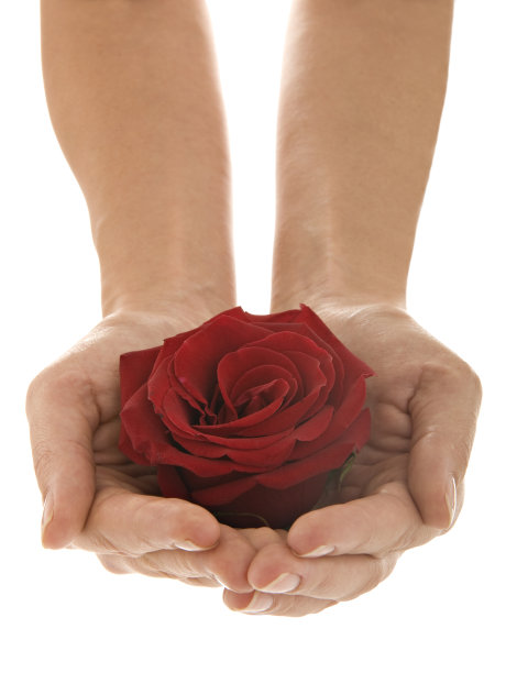 手捧一朵红玫瑰图片下载