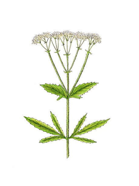 植物工厂。图片下载