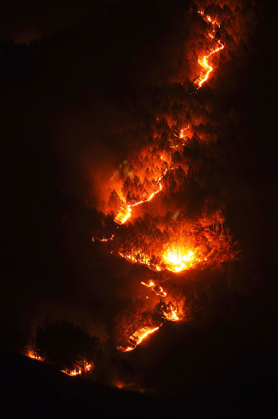 积极的森林火灾图片下载